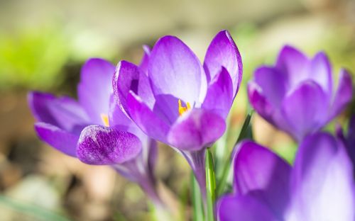 violet blur crocus spring