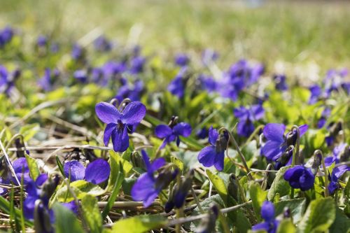 violet flower purple nature