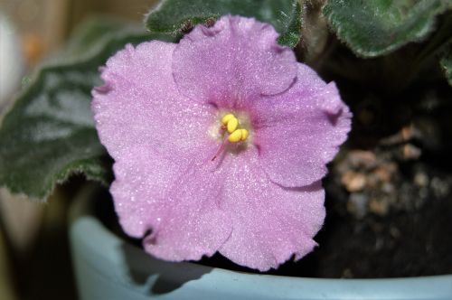 violet flower plant flower
