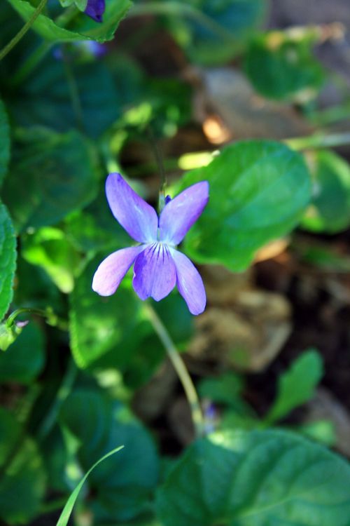 Violet Flower