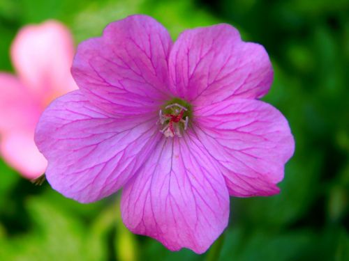 violet flower purple flower pollen