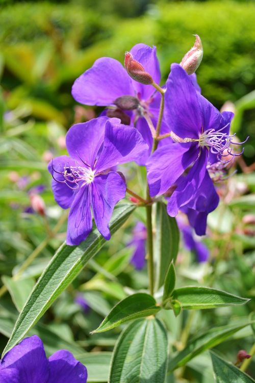 violet flower flowers flower