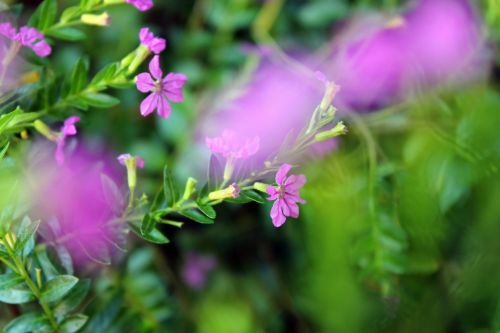 Violet Flower Background