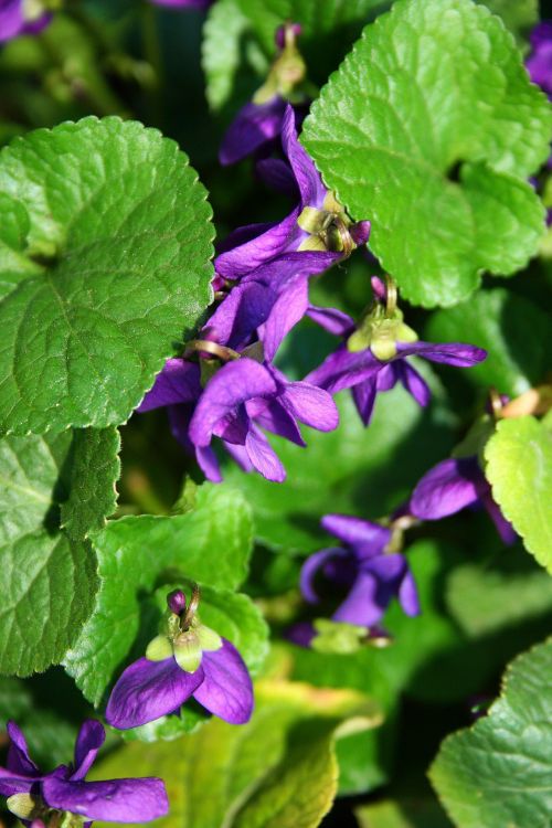 Violet Flowers