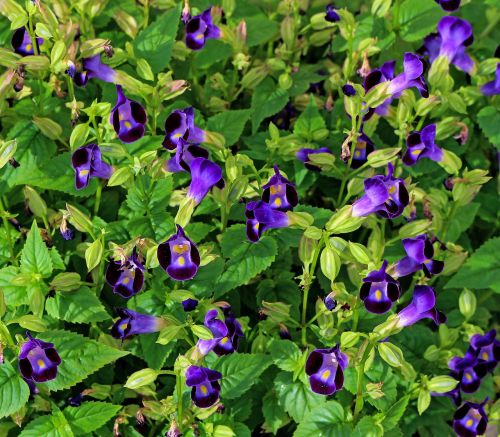 violet flowers garden plant