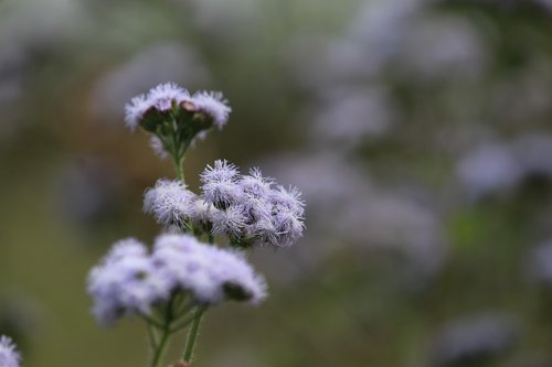 violet flowers  beautiful flowers  jungle flower