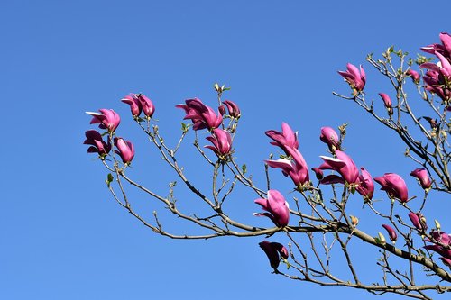 violet magnolia  spring  branch