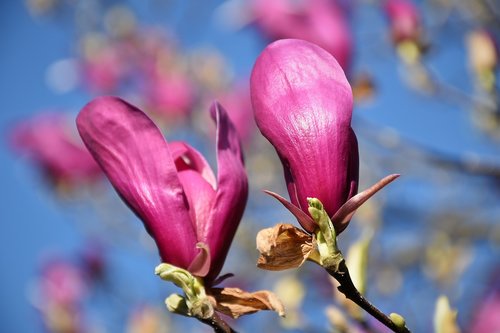 violet magnolia  plant  spring