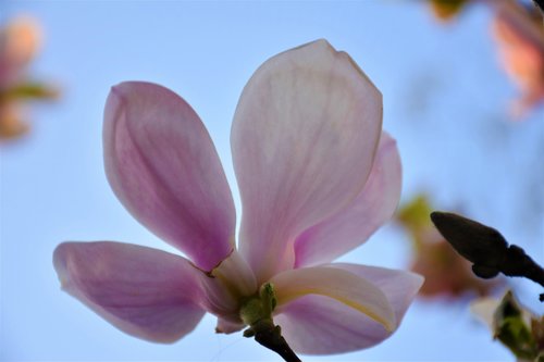 violet magnolia  plant  spring