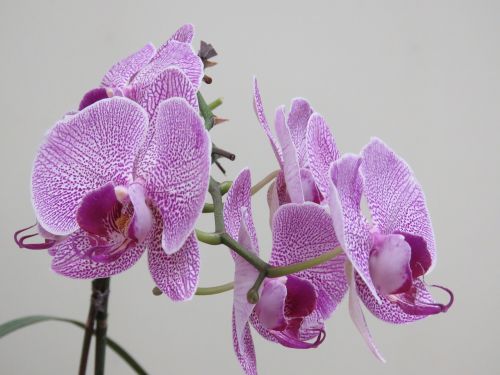 violet orchid beautiful orchid orchid