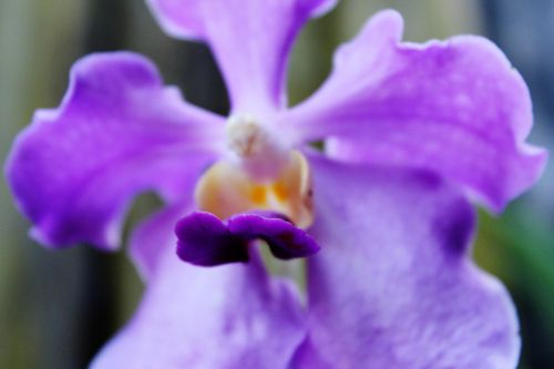 Violet Orchid Macro
