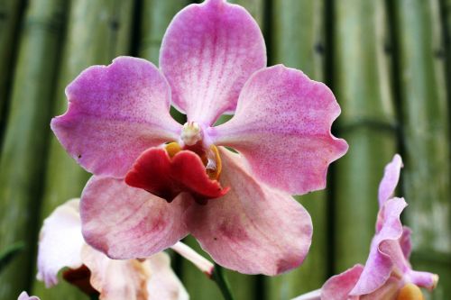 Violet Orchids 2
