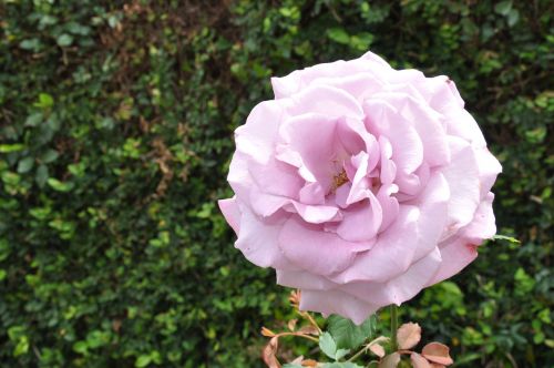 violet rose bloom lilac