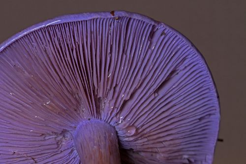 violet rötelritterling mushroom forest mushroom