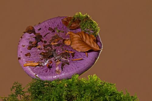 violet rötelritterling mushroom forest mushroom