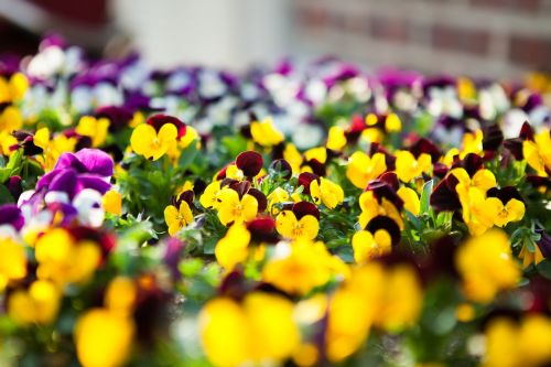 violet tricolor flowers spring flowers