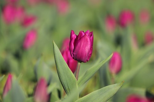 violet tulip  bloom  spring