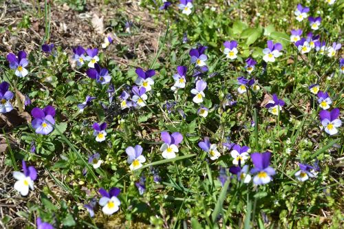 violets nature flowers
