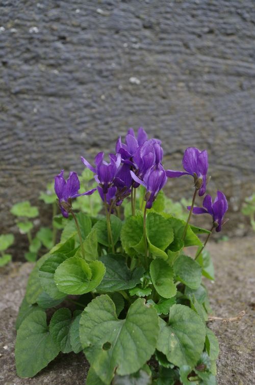 violets flowers plantlets