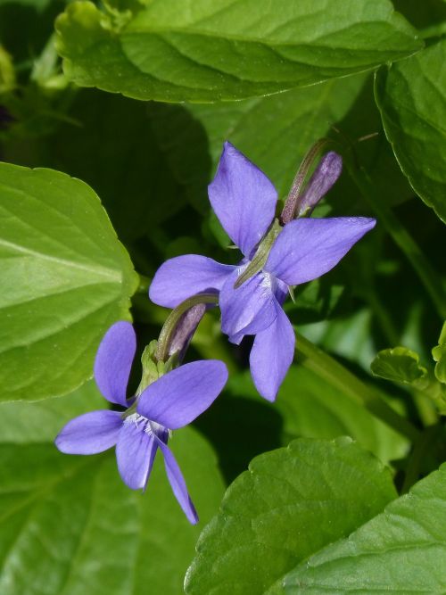 violets flowers leaves