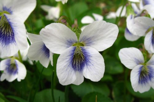violets spring flower