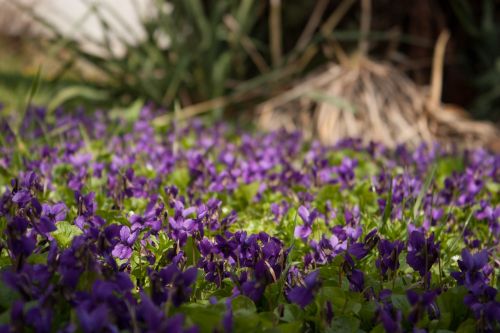 violets flowers flower bed