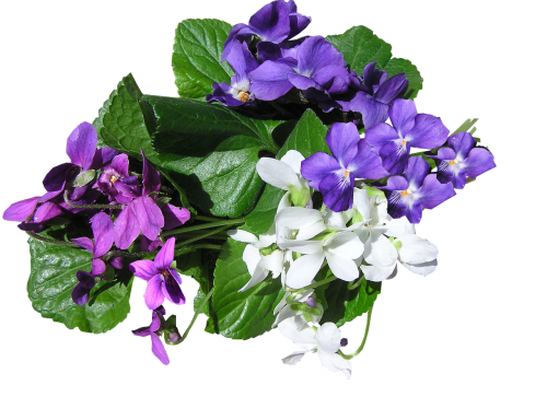 violets mixed colors