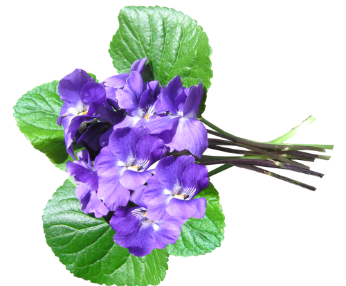 violets blue perfumed
