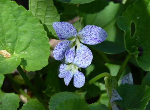 violets spring flower flower