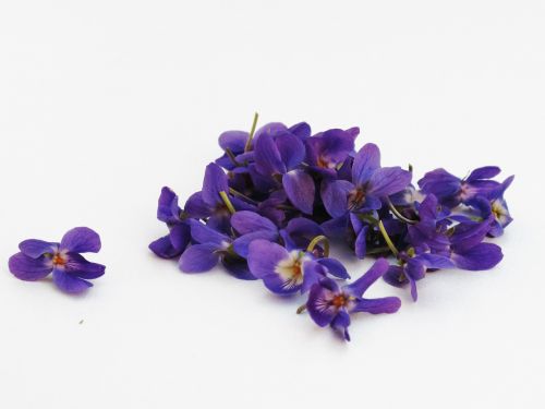 violets flowers violet