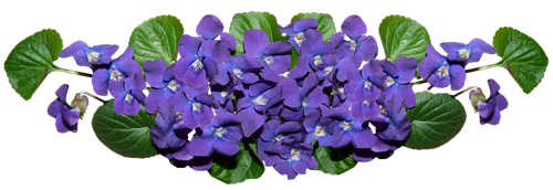 violets  flowers  arrangement