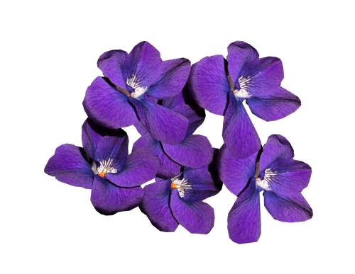violets  flowers  winter blooms