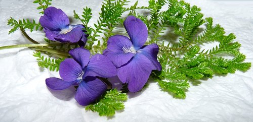 violets  flowers  fern