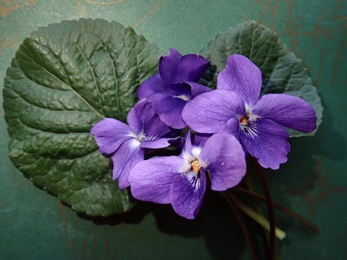 violets  leaves  flowers