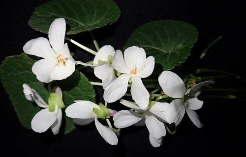 violets  white  flowers