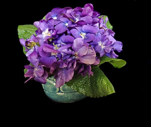 violets  vase  flowers