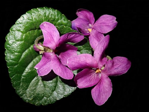 violets  flowers  perfume