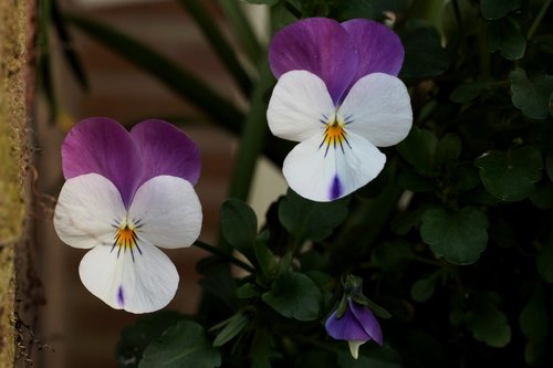 violets  purple  white