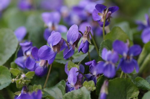 violets  purple  kvítek