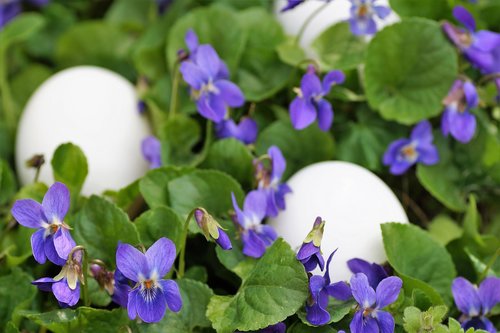 violets  eggs  white