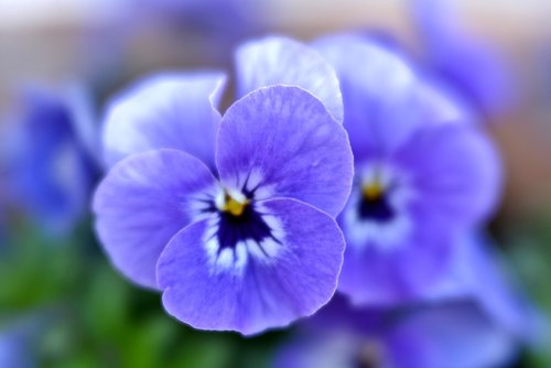 violets  purple  lilac
