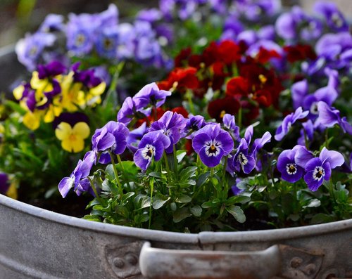 violets  flowers  nature