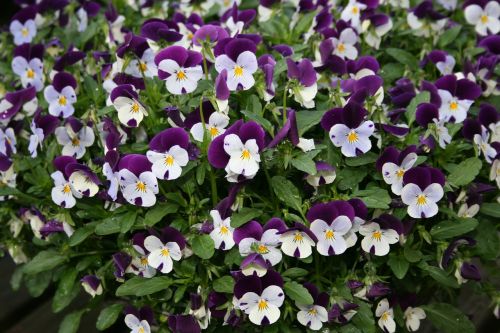 violets white purple