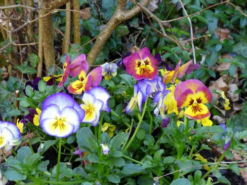 violets flowers garden