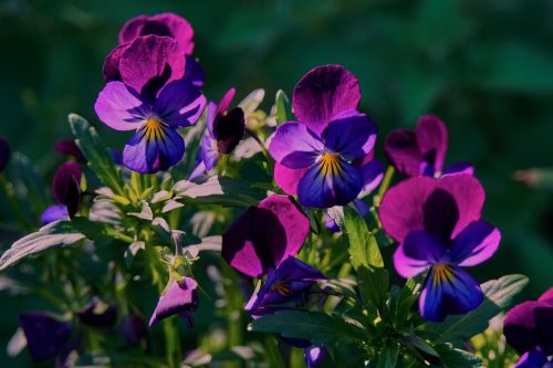 violets garden flowers violet