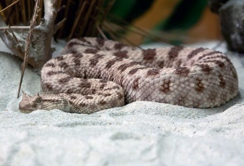 viper sand viper snake