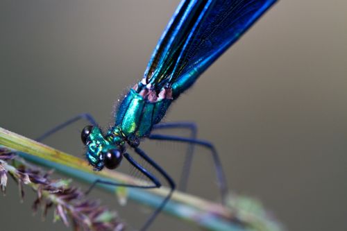 virgin insect blue