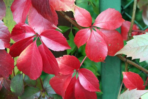 virginia creeper autumn leaves colors of autumn