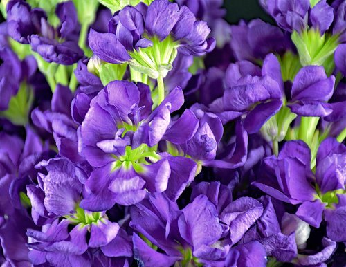 virginia stock  flower  floral
