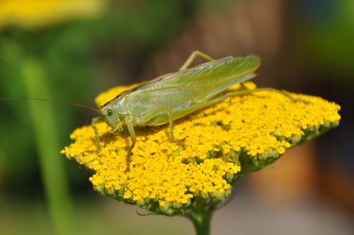 viridissima grasshopper flower